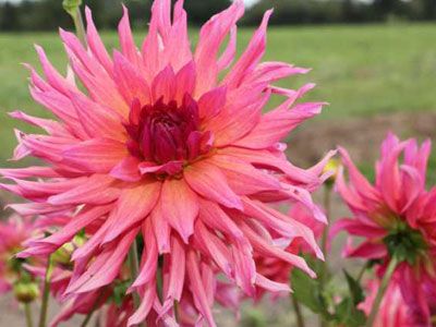 Dahlia "Lune de Miel".