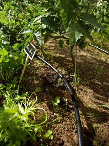 Arrosage en goutte à goutte