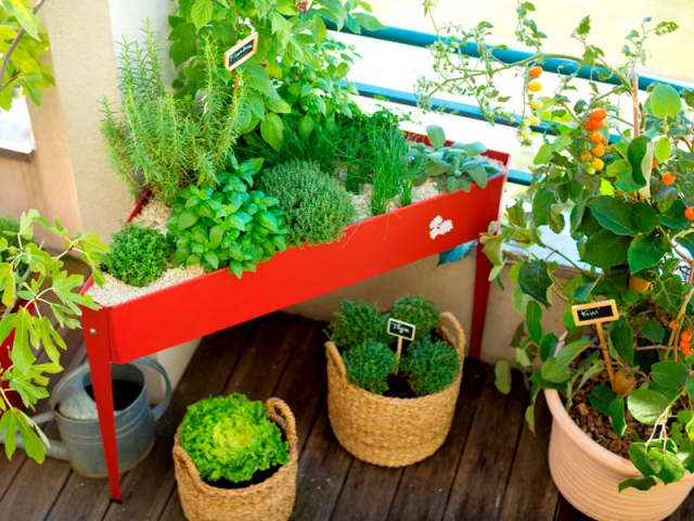 Que faire pousser sur un balcon ?