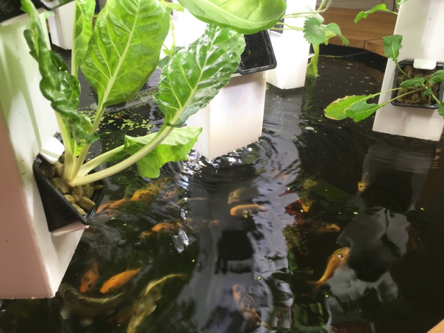 Faire pousser des plantes grâce aux poissons, c'est le principe de l'aquaponie