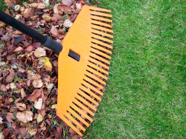 Ramasser les feuilles mortes à l'aide d'un balai, à l'automne