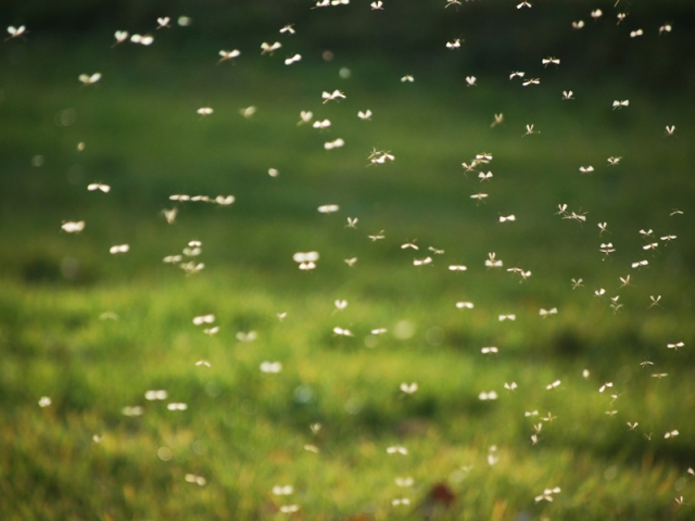 Comment se débarrasser des moustiques ?