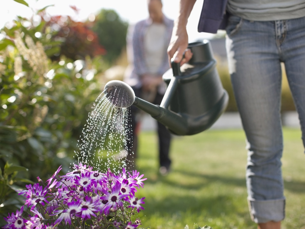 Protéger ses plantes des chaleurs de l'été ou pendant ses vacances