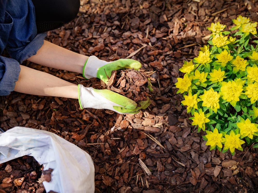 Utiliser le paillage pour protéger son jardin