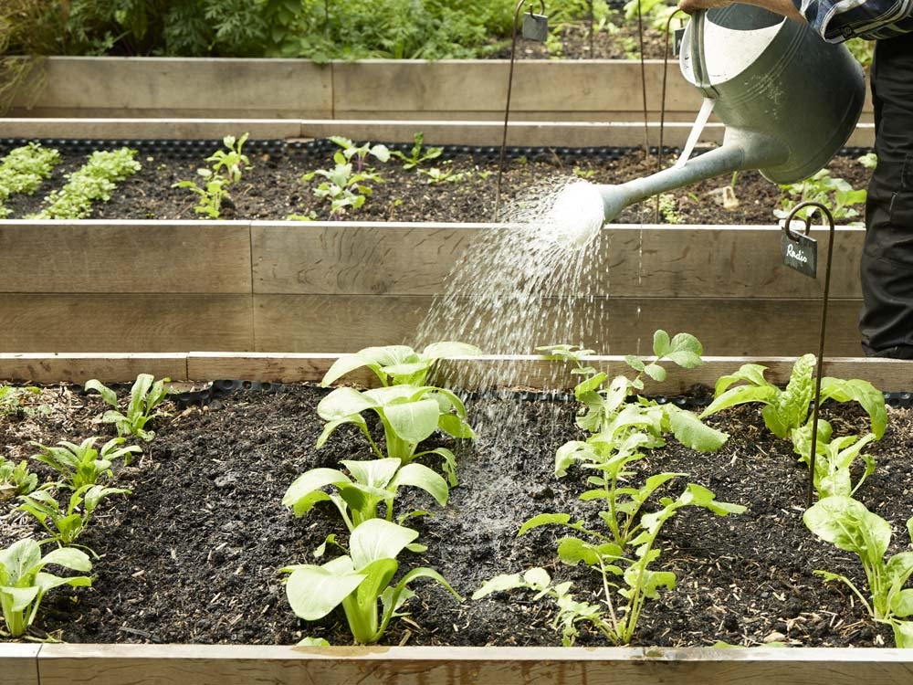 Jardin potager : 5 étapes pour le préparer au printemps