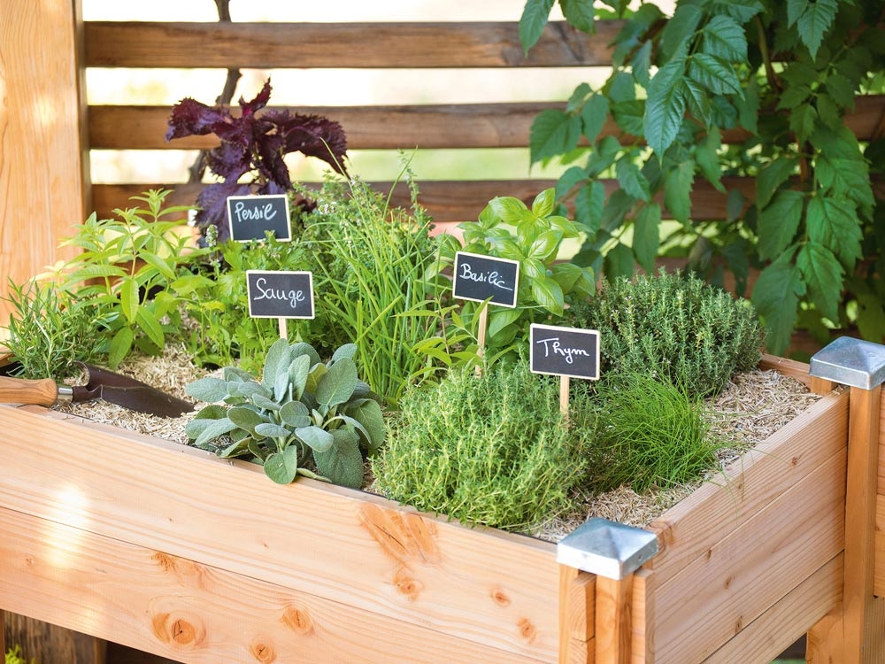 Faire pousser des plantes aromatiques sur son balcon