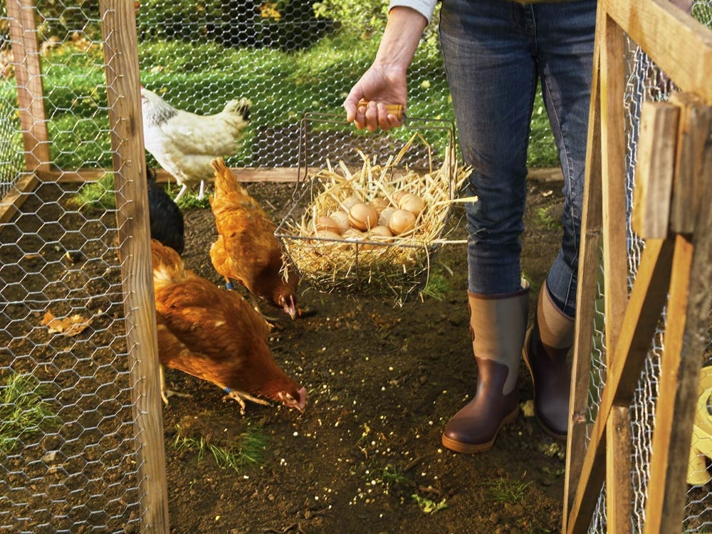 Prévoir une alimentation diversifiée pour vos poules
