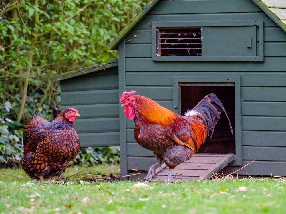 Choisir un poulailler adapté aux poules et au jardin