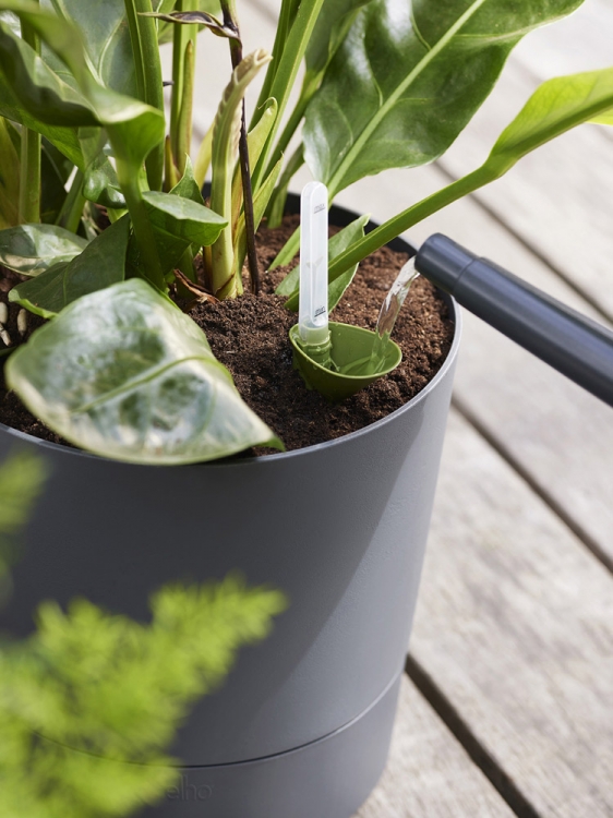 Vacances, canicule : les bons gestes pour sauver vos plantes en été