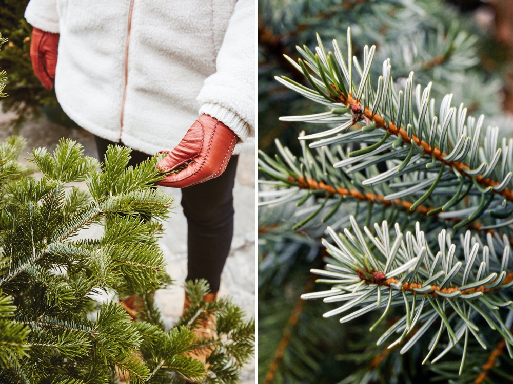 Quel sapin choisir ? Un sapin Nordmann (à gauche), et un sapin de Serbie (à droite)