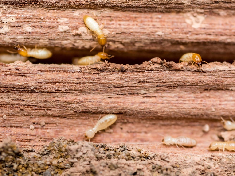 Comment se débarrasser des termites ? 