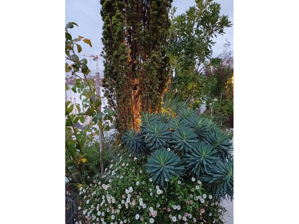 Composition v&eacute;g&eacute;tale 