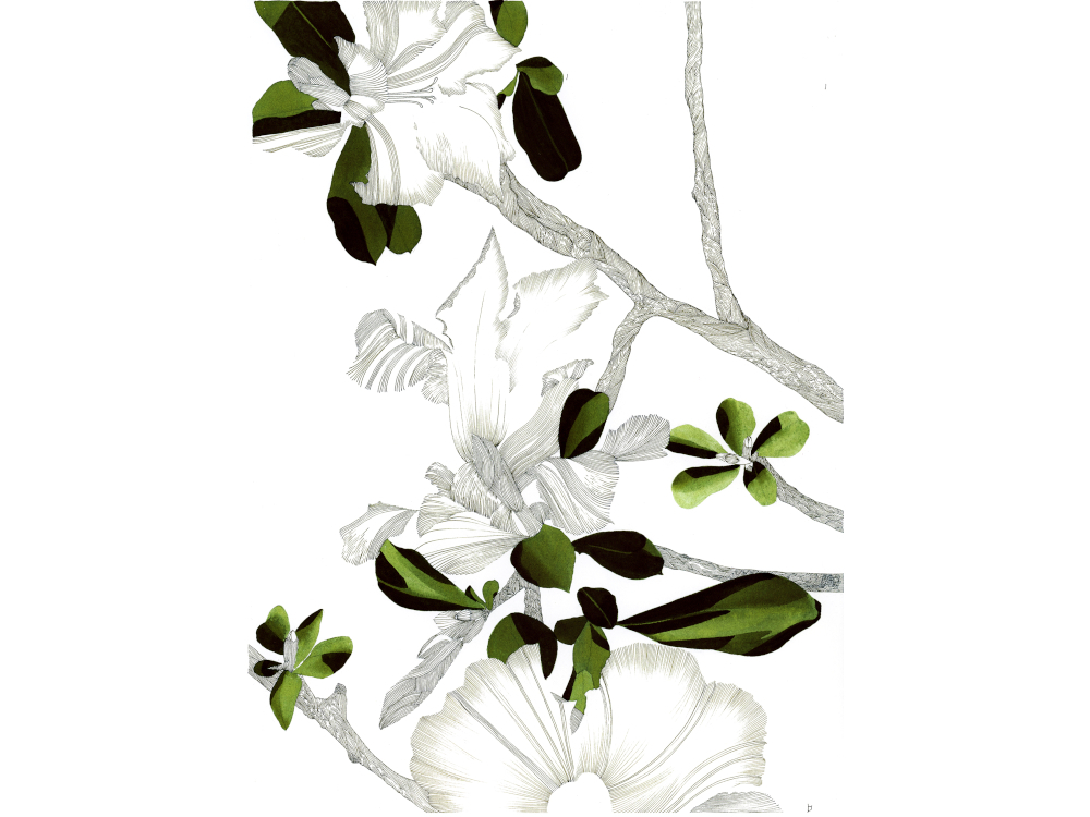 Serres d'Auteuil, encre japonaise sur papier coton