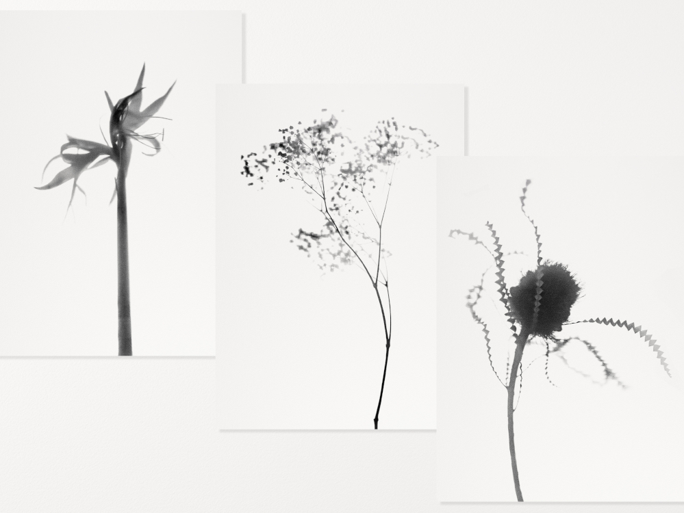 Fleur de peau II