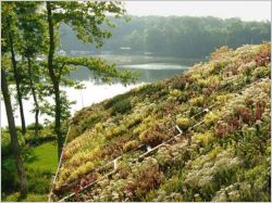 Toits v&eacute;g&eacute;taux : quelles plantes choisir ?