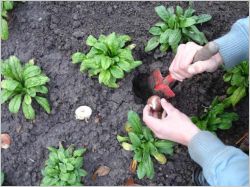 Entretenir son jardin en automne