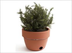 Sous la plante, se cache un barbecue !