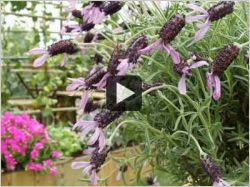 Jardin, terrasse, balcon : végétaliser des petits espaces (vidéo)