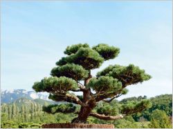 Tout savoir sur la taille des arbres en nuage